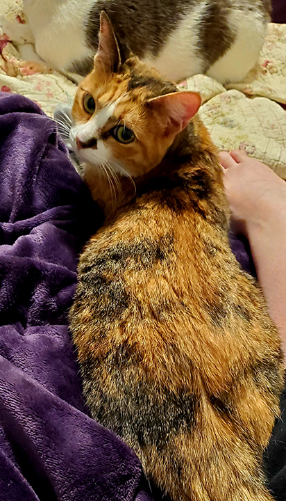 Primrose (darling polydactyl!) 6