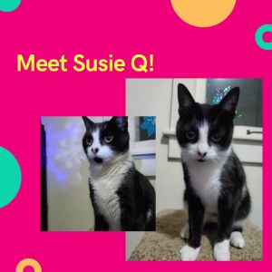 Susie Q  A-2898