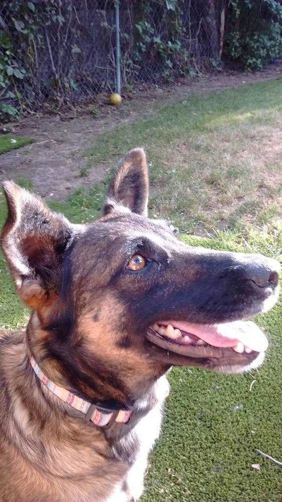 Meeka, an adoptable German Shepherd Dog in Littleton, CO, 80126 | Photo Image 4