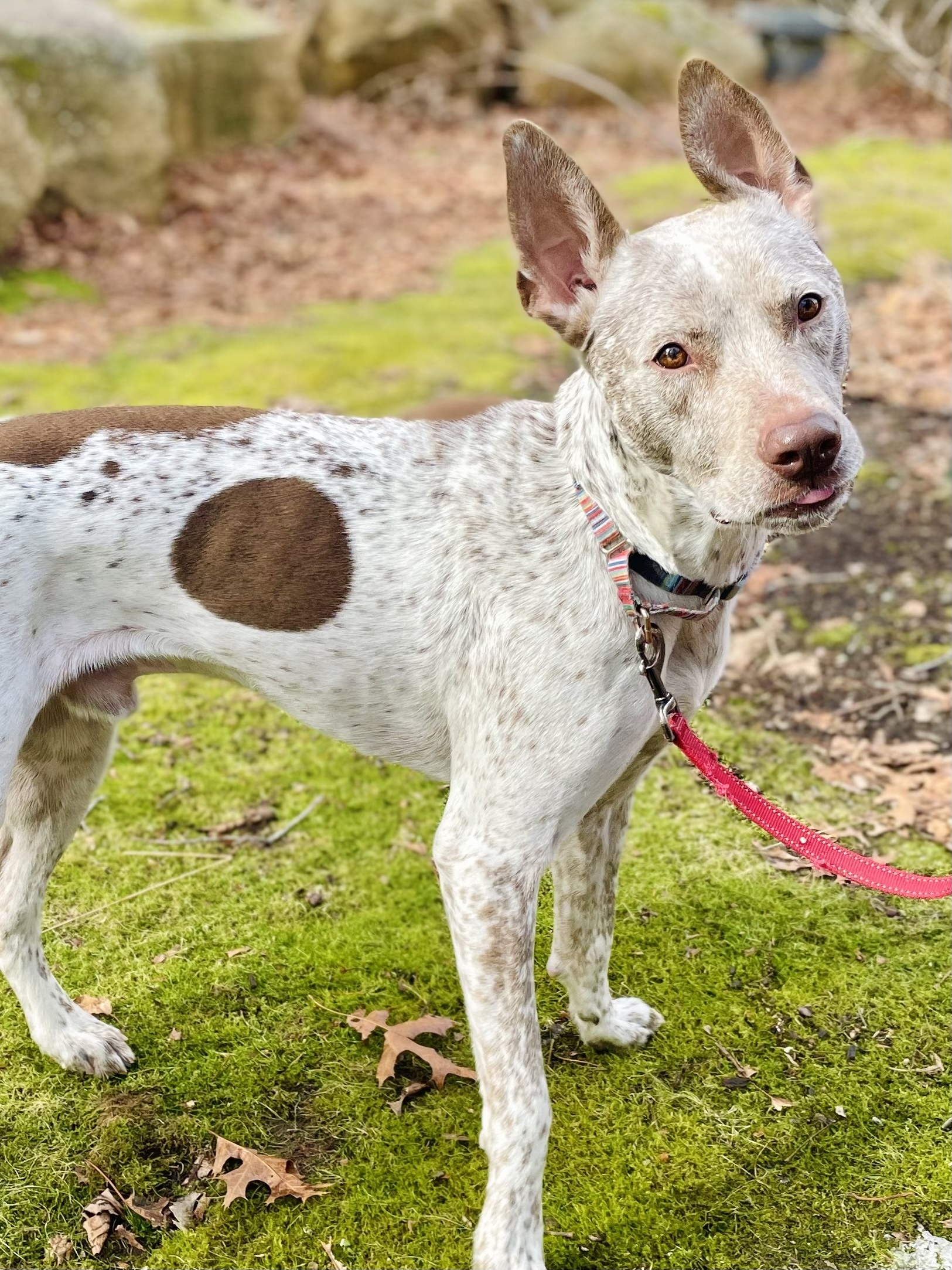 Trex, an adoptable Cattle Dog in South Kingstown, RI, 02879 | Photo Image 1