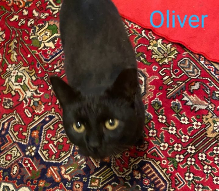 Oliver 1