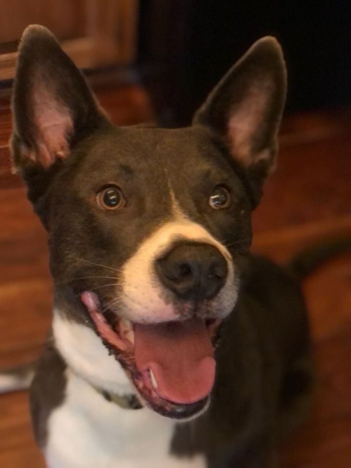 Ringo, an adoptable Labrador Retriever & Terrier Mix in Eagan, MN_image-4