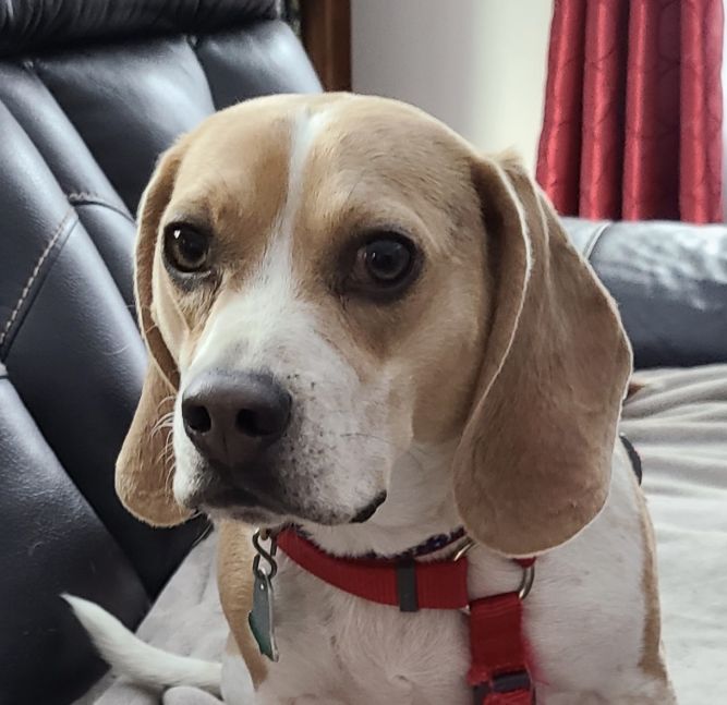 Mello (beagle perfection)