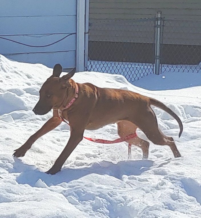 Twyla, an adopted Redbone Coonhound & Hound Mix in Elmhurst, IL_image-4