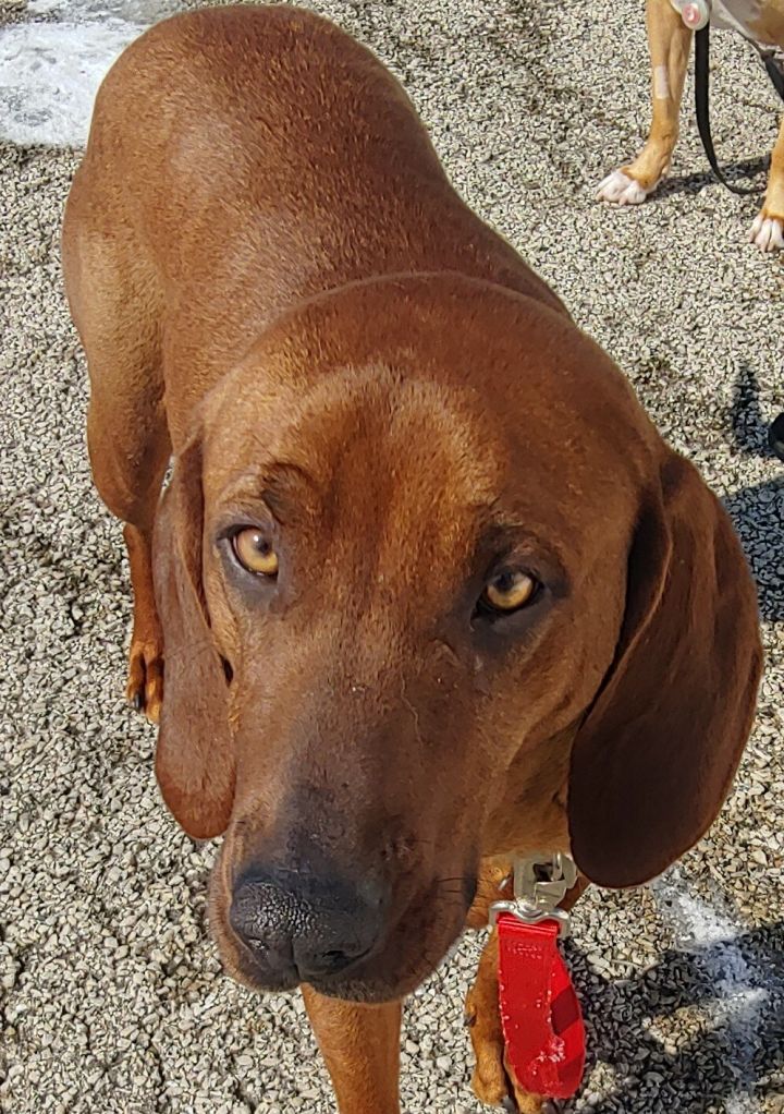 Twyla, an adopted Redbone Coonhound & Hound Mix in Elmhurst, IL_image-6