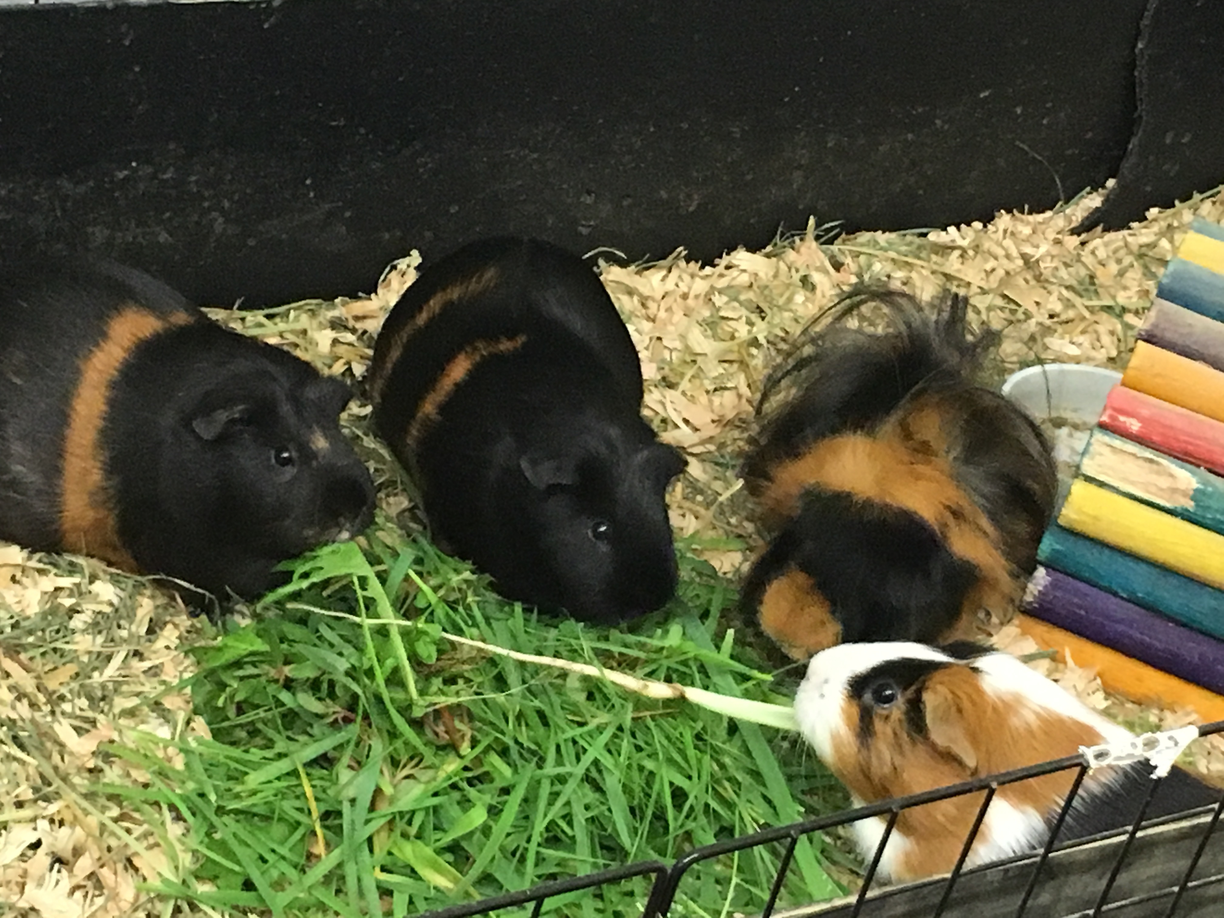 Anyone in greater Seattle area looking to adopt a sad Guinea pig