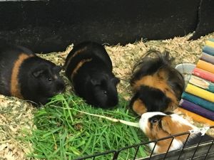 Guinea pigs! Guinea Pig Small & Furry