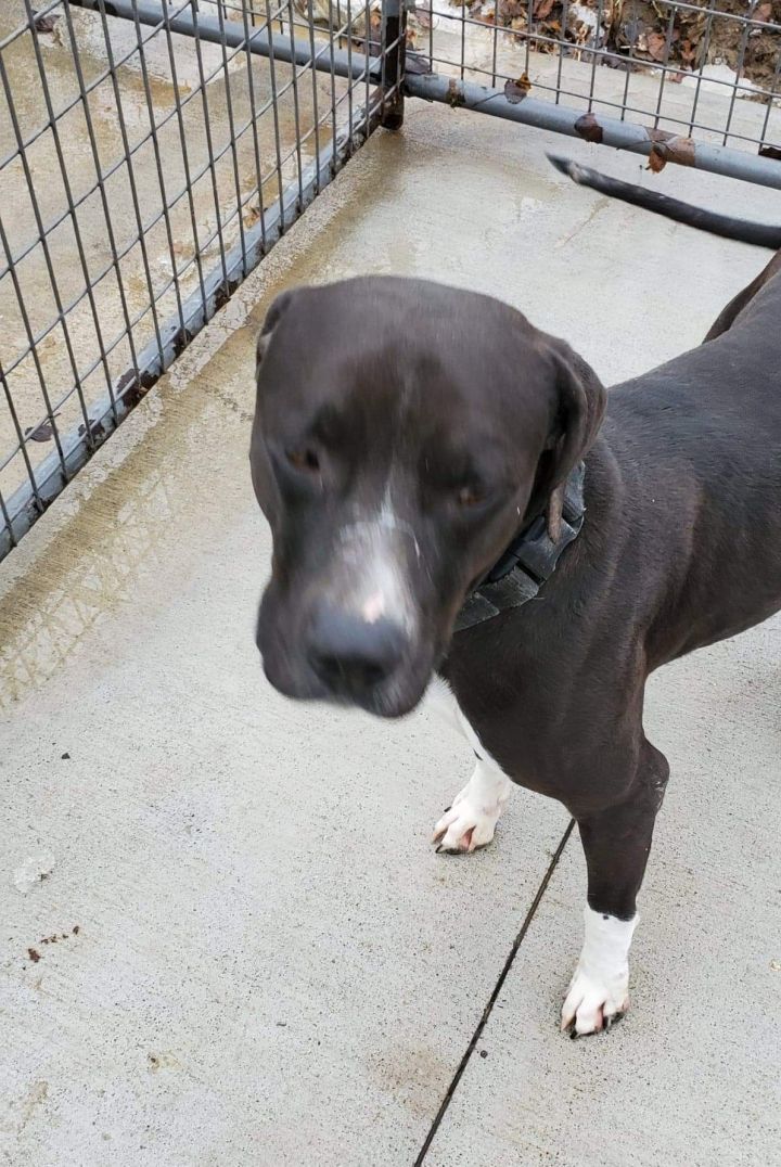 Bull terrier best sale pointer mix