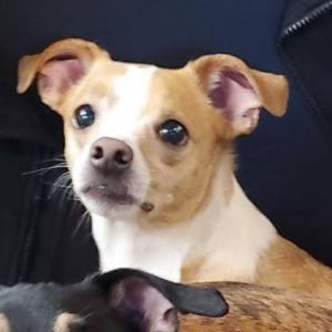 Dog For Adoption Dipsy A Chihuahua Mix In Fort Collins Co Petfinder