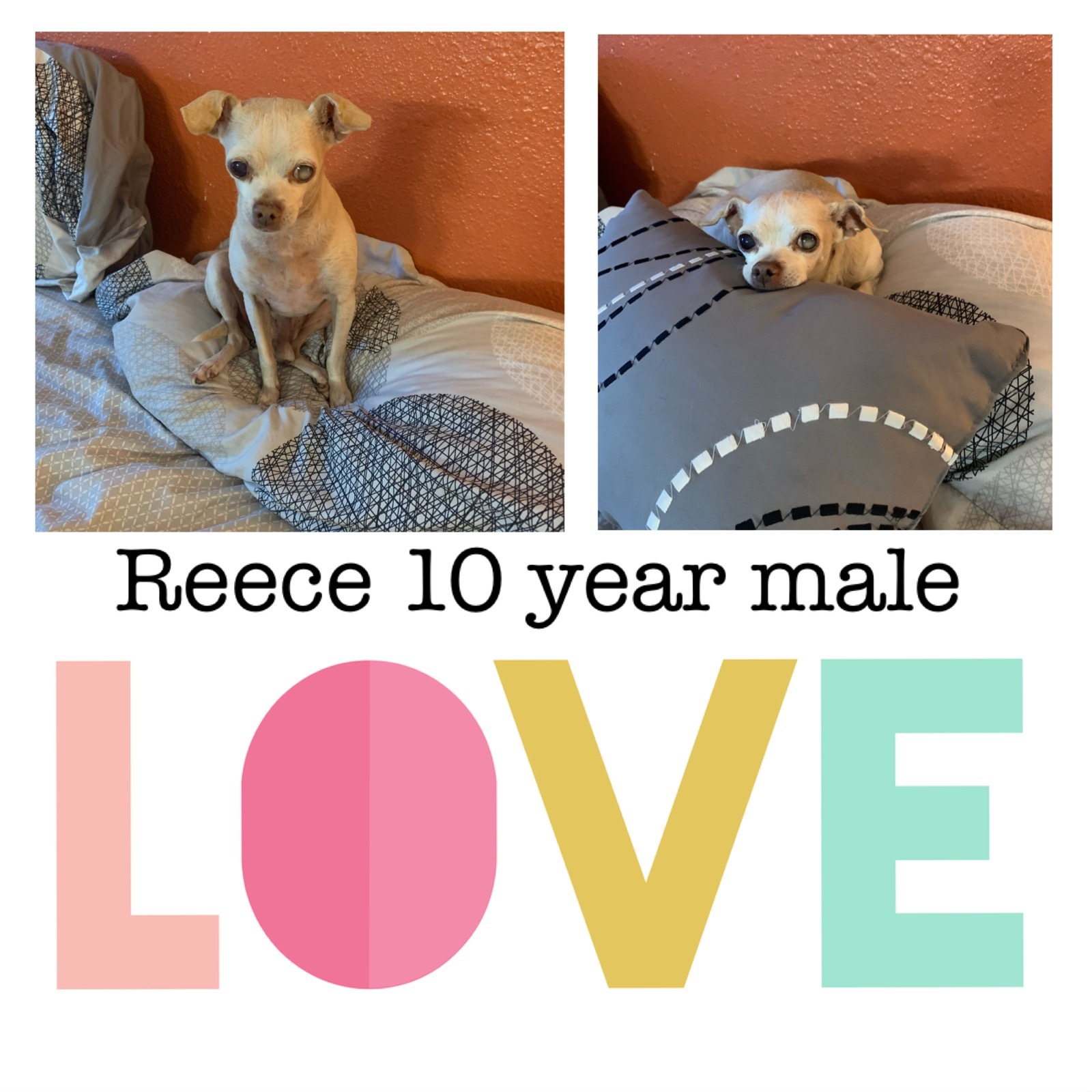 Reece 10 Year Chihuahua Male detail page