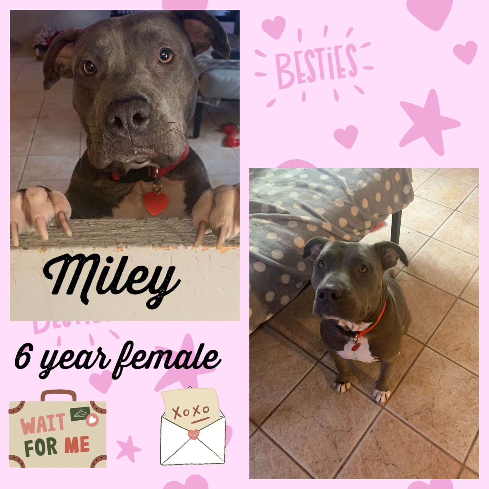 Miley 6 Year Pit Bull Female detail page