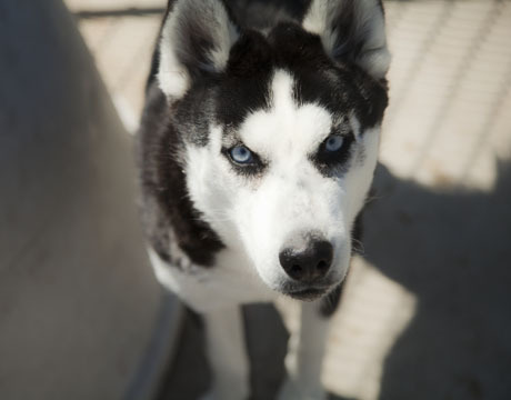 Mona, an adoptable Siberian Husky, Husky in Harvard, IL, 60033 | Photo Image 2