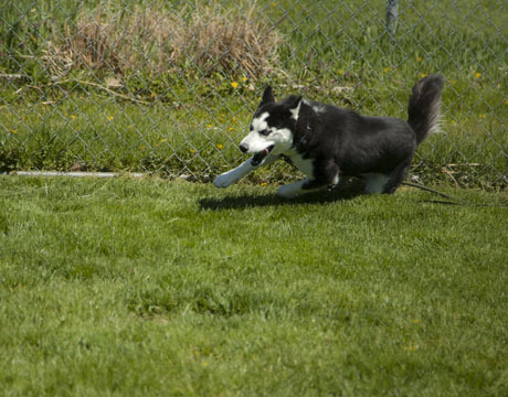Mona, an adoptable Siberian Husky, Husky in Harvard, IL, 60033 | Photo Image 3