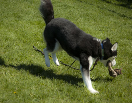 Mona, an adoptable Siberian Husky, Husky in Harvard, IL, 60033 | Photo Image 4