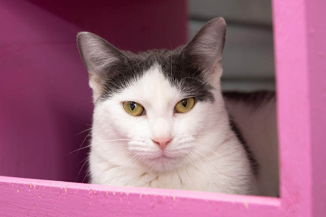 Peggy, an adoptable Domestic Short Hair in Kalamazoo, MI, 49006 | Photo Image 1