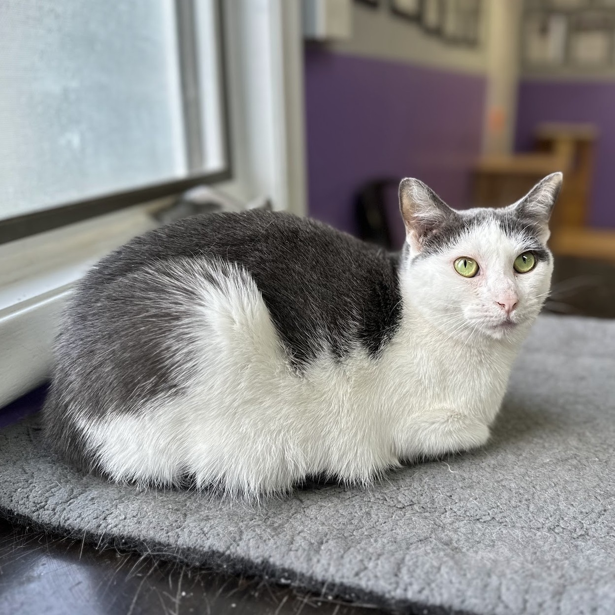 Peggy, an adoptable Domestic Short Hair in Kalamazoo, MI, 49006 | Photo Image 5