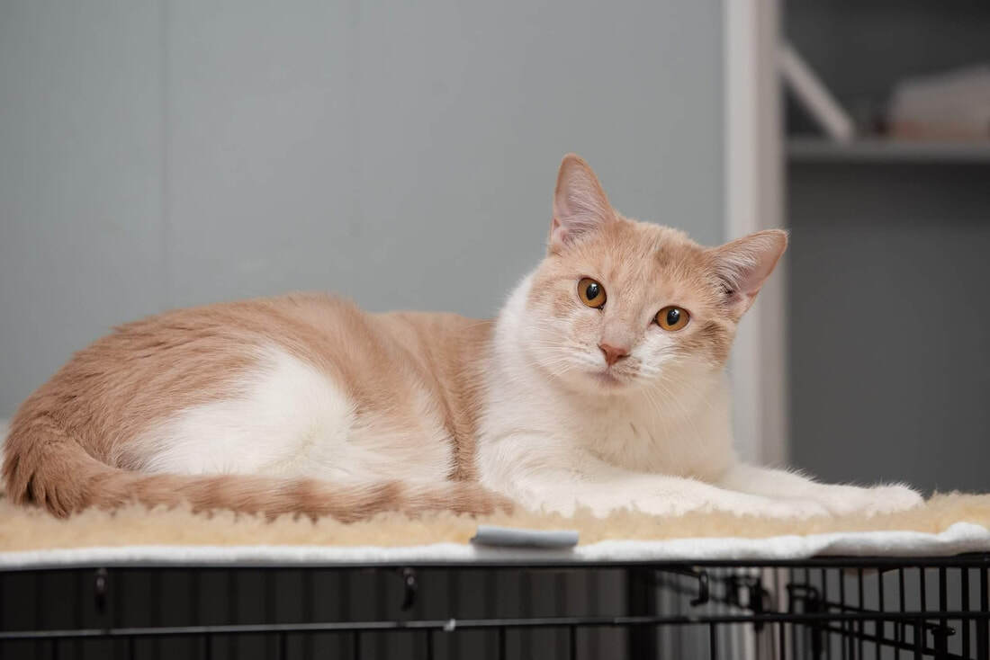 Lawrence (ask to meet me!), an adoptable Domestic Short Hair in Kalamazoo, MI, 49006 | Photo Image 2