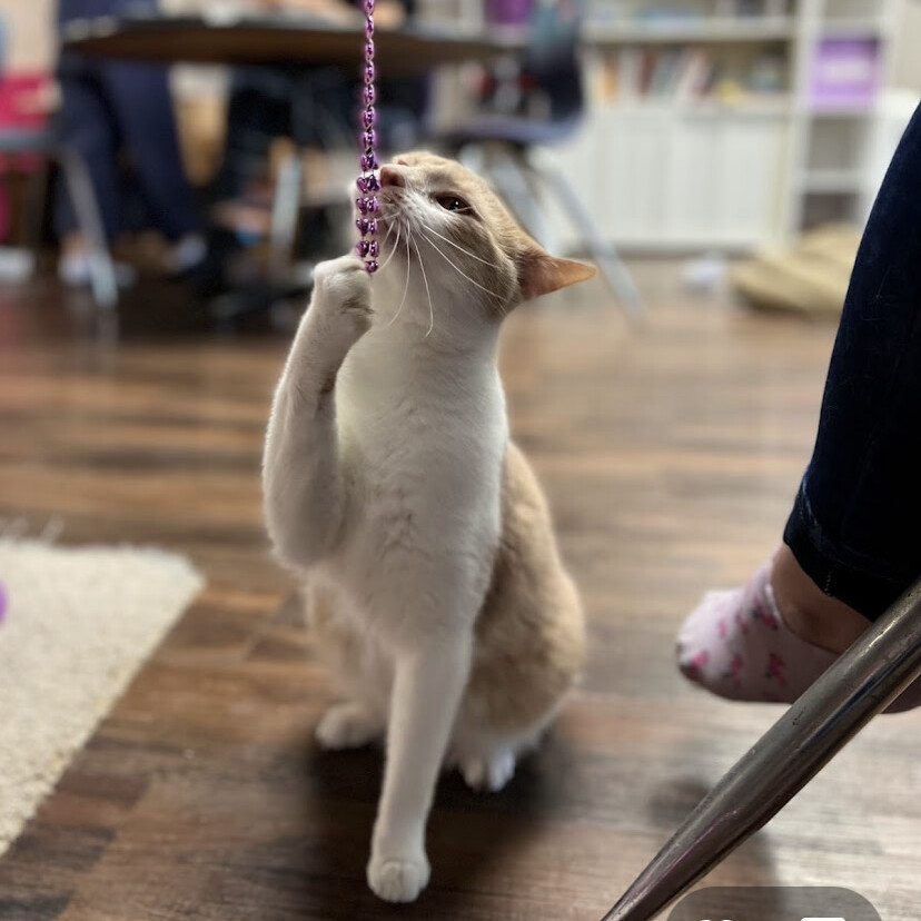 Lawrence (ask to meet me!), an adoptable Domestic Short Hair in Kalamazoo, MI, 49006 | Photo Image 3