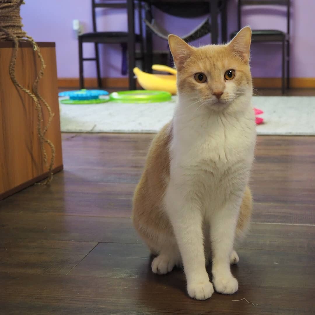 Lawrence (ask to meet me!), an adoptable Domestic Short Hair in Kalamazoo, MI, 49006 | Photo Image 5