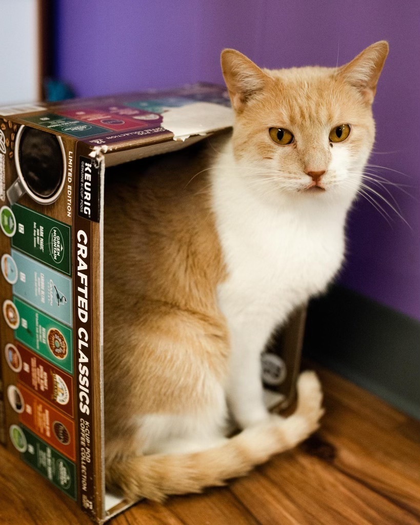 Lawrence (ask to meet me!), an adoptable Domestic Short Hair in Kalamazoo, MI, 49006 | Photo Image 6