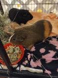 Pie (Bonded with Cutie), an adopted Guinea Pig in Annapolis, MD_image-1