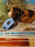 Poncho, an adopted Guinea Pig in Annapolis, MD_image-1