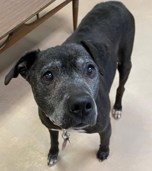 Adoption Process Humane Society of Walden