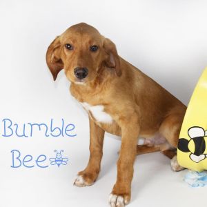 Bumble Bee