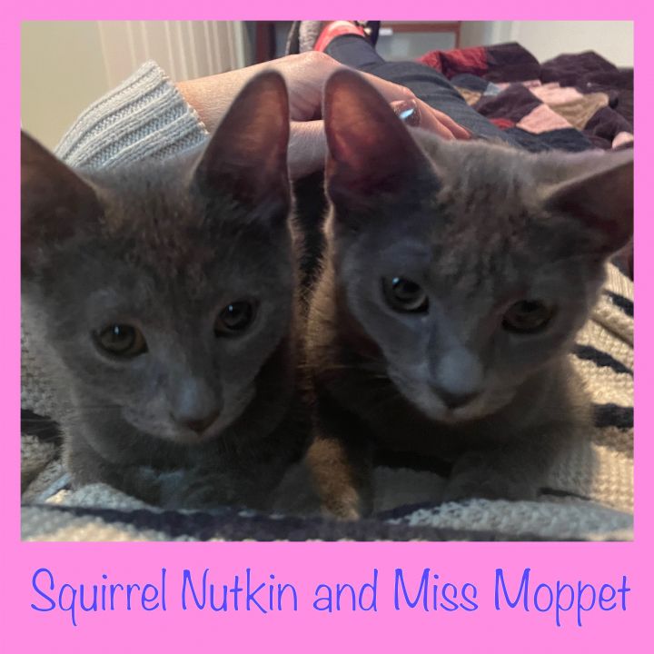 Squirrel Nutkin and Miss Moppet 5