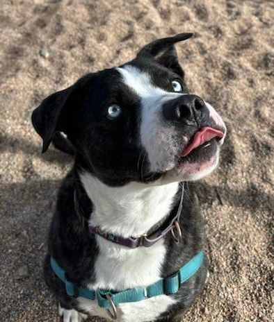 Ben, an adoptable Pit Bull Terrier, Husky in Pueblo, CO, 81001 | Photo Image 2