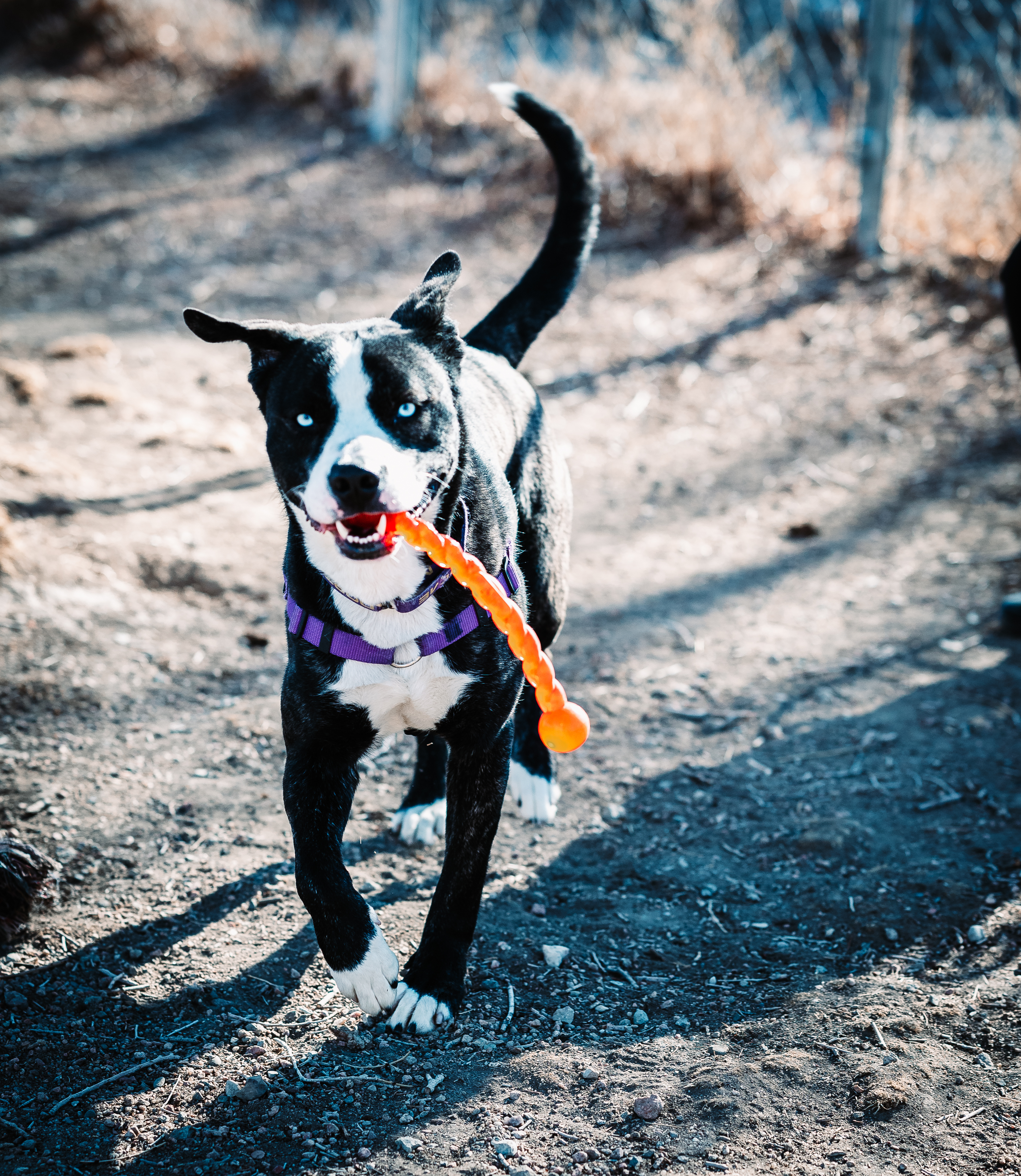 Ben, an adoptable Pit Bull Terrier, Husky in Pueblo, CO, 81001 | Photo Image 3