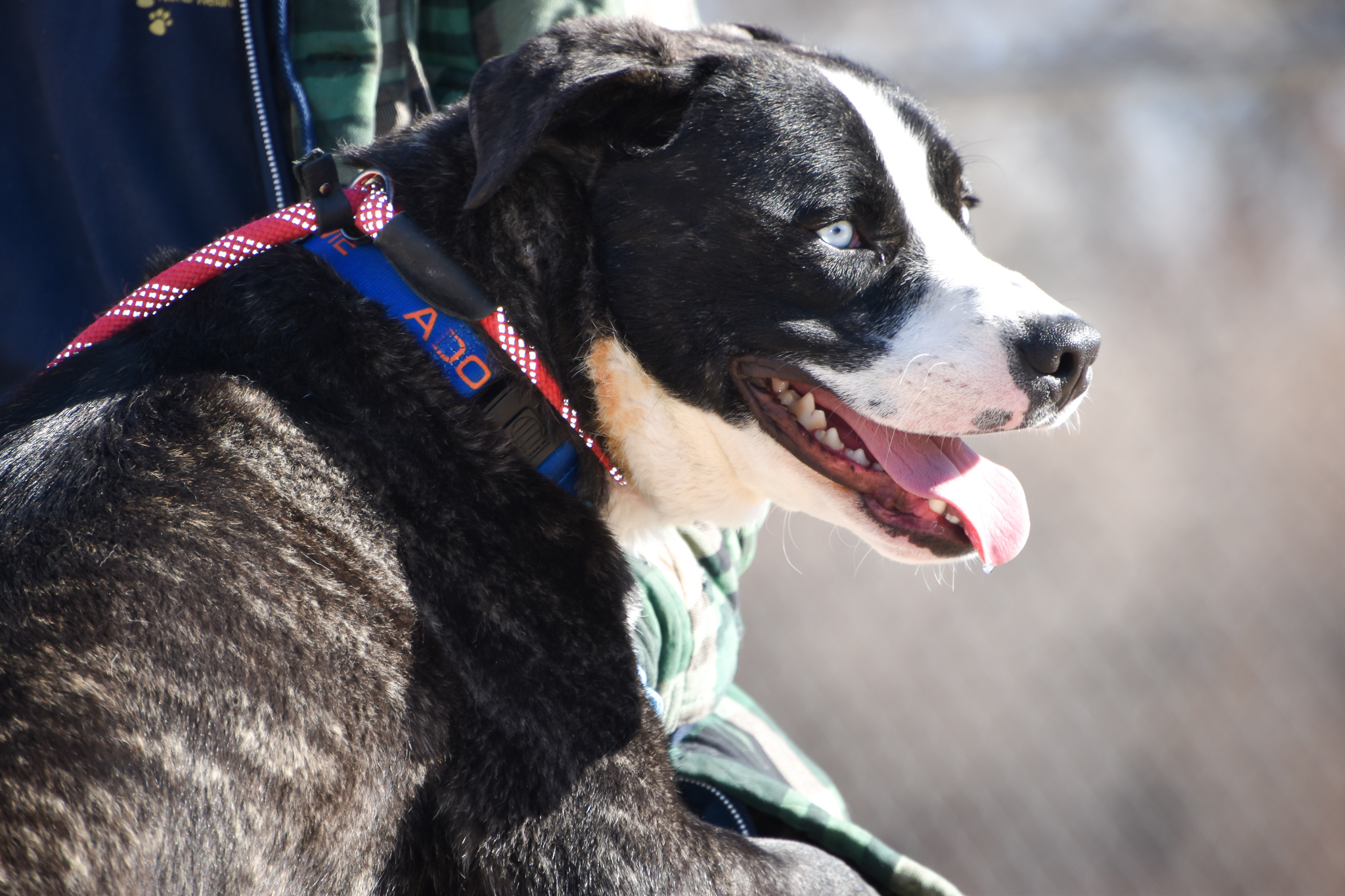 Ben, an adoptable Pit Bull Terrier, Husky in Pueblo, CO, 81001 | Photo Image 3