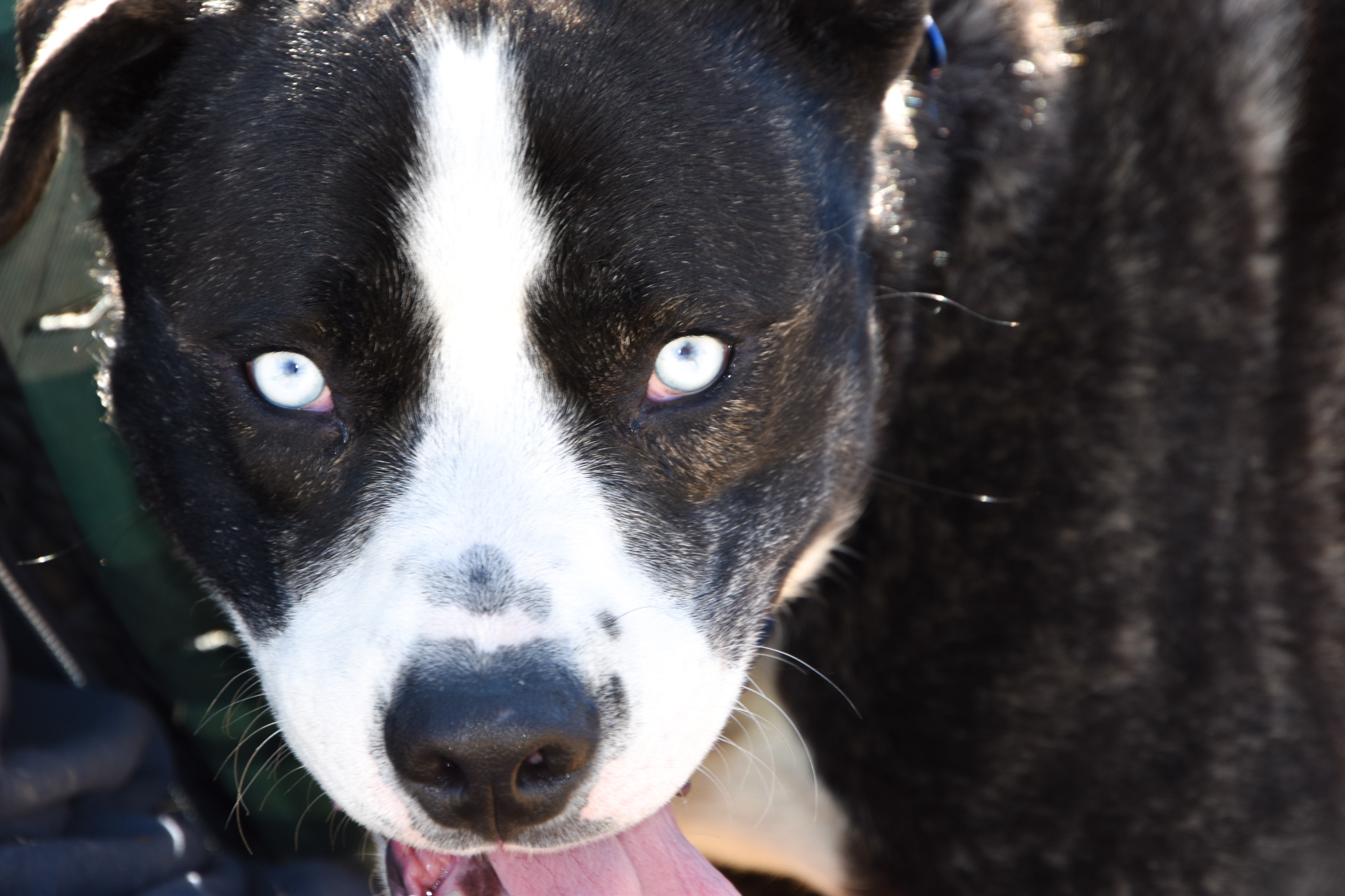 Ben, an adoptable Pit Bull Terrier, Husky in Pueblo, CO, 81001 | Photo Image 5
