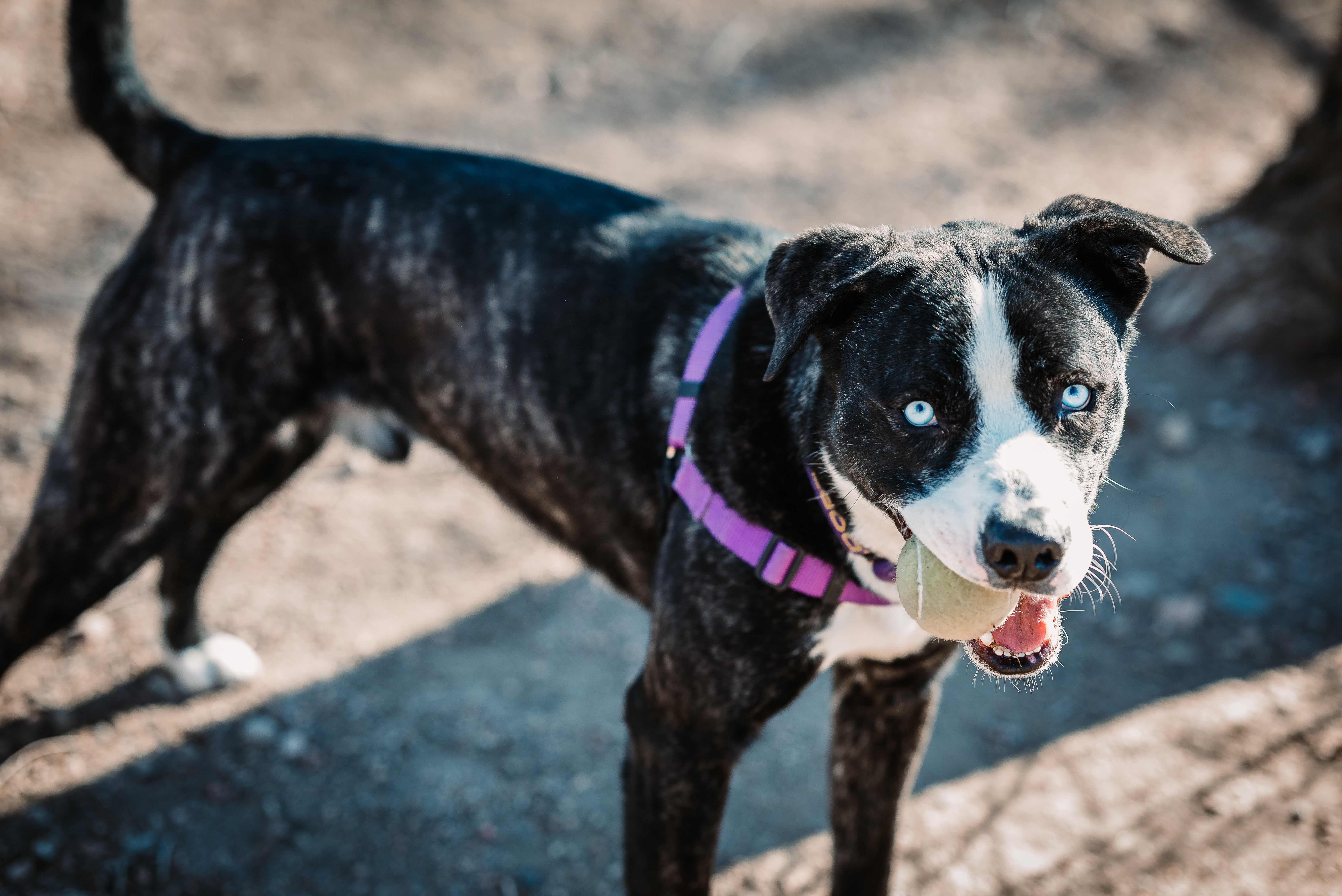 Ben, an adoptable Pit Bull Terrier, Husky in Pueblo, CO, 81001 | Photo Image 6