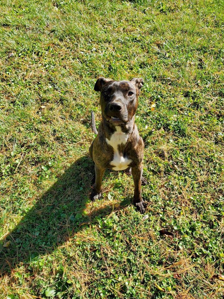 Dog for adoption Hoffa, an American Staffordshire