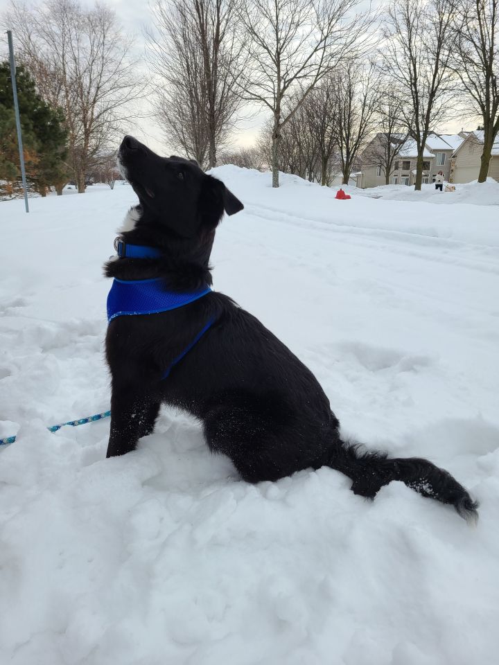 Coy, an adopted Border Collie Mix in Arlington Heights, IL_image-2