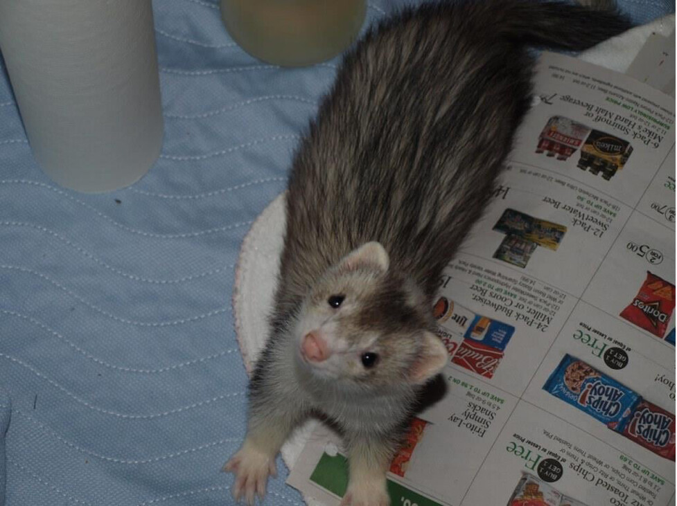 Ferret for adoption Trix, a Ferret in Acworth, GA Petfinder