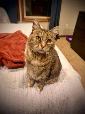 Sweetums (spunky senior cat) VIDEO