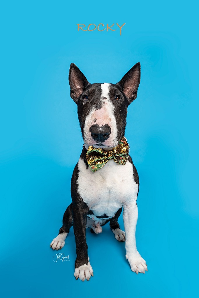 Dog for adoption Rocky, a Bull Terrier in Sugar Land, TX