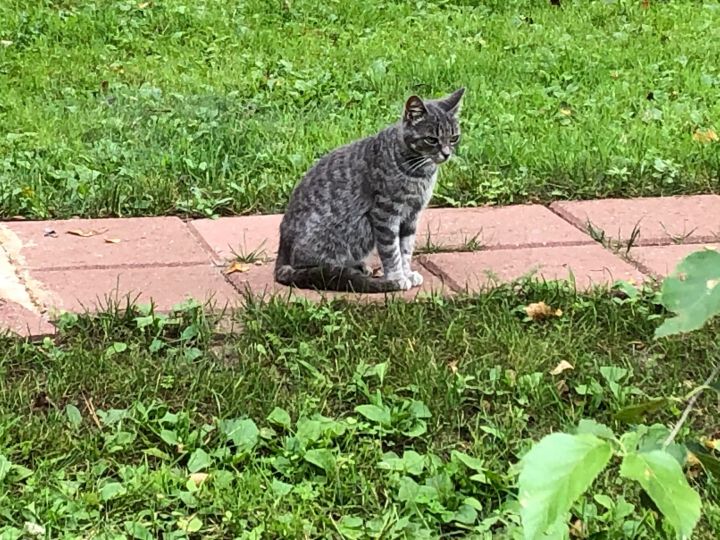 Cat for adoption - Many cats - need barn home, a Domestic Short Hair ...