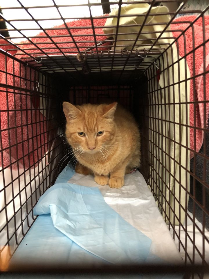 Cat for adoption Many cats need barn home, a Domestic Short Hair