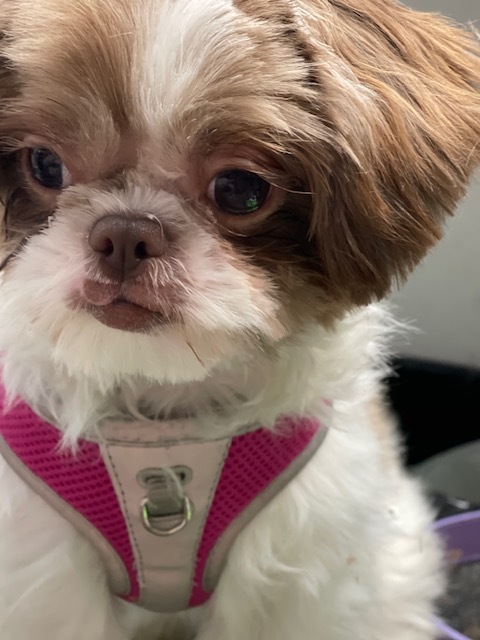 Dog For Adoption Angel Virginia Area Only A Shih Tzu In Springfield Va Petfinder