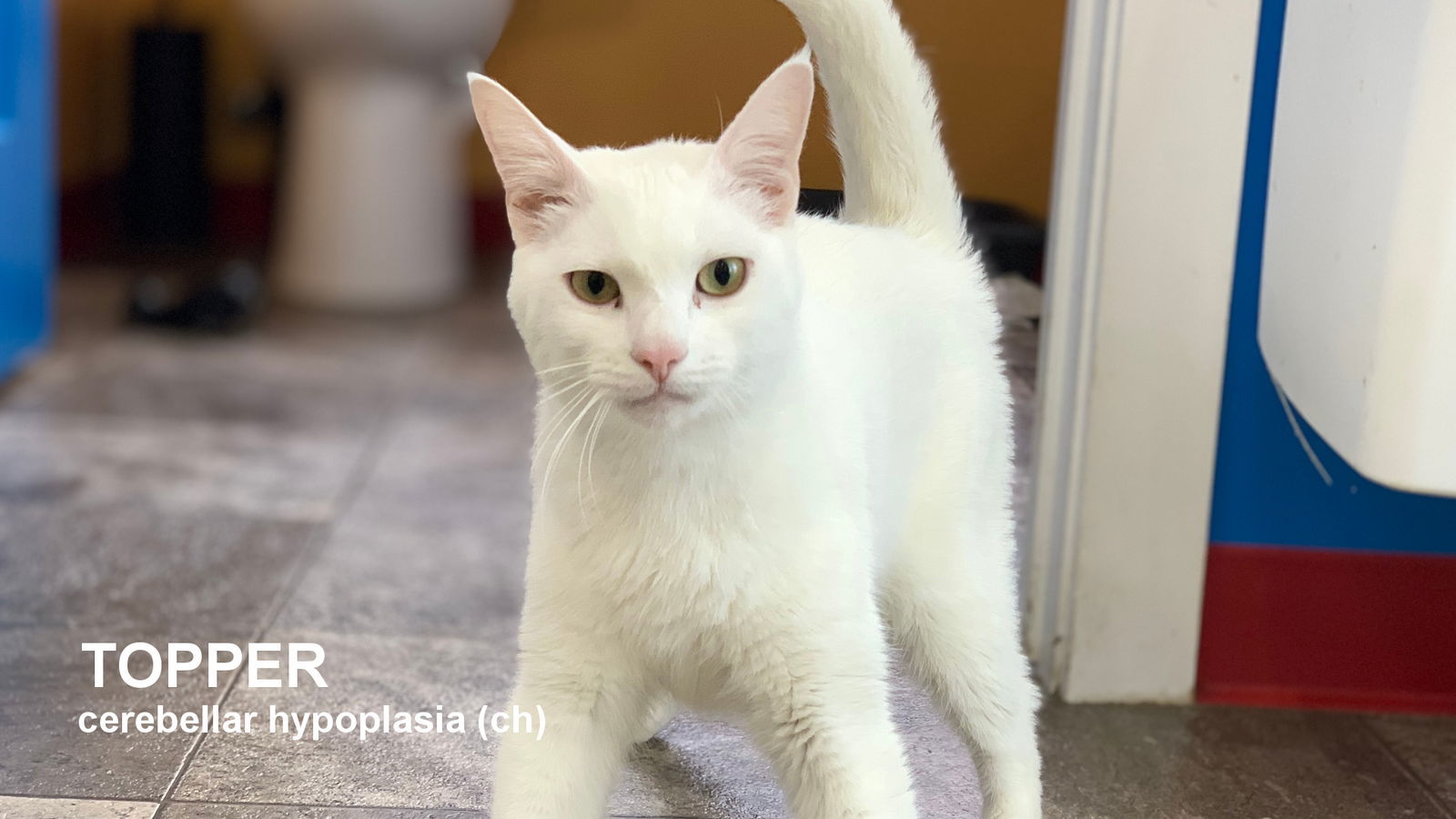 Topper, an adoptable Domestic Short Hair in Santa Rosa, CA, 95404 | Photo Image 1