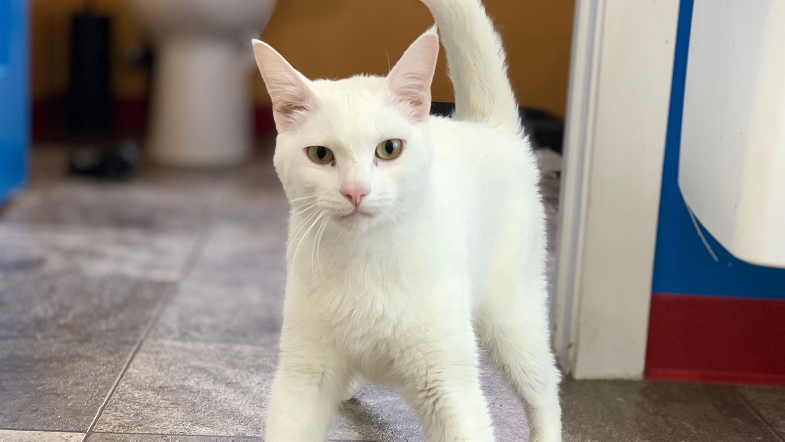 Topper, an adoptable Domestic Short Hair in Santa Rosa, CA, 95404 | Photo Image 2