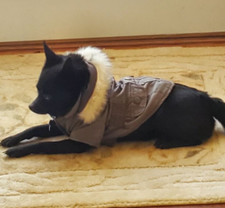 Elvis, an adopted Schipperke & Terrier Mix in Westmont, IL_image-3