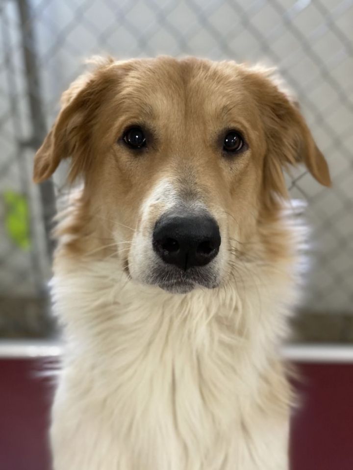 Bailey, an adopted Great Pyrenees & Australian Shepherd Mix in Saint Louis, MO_image-1