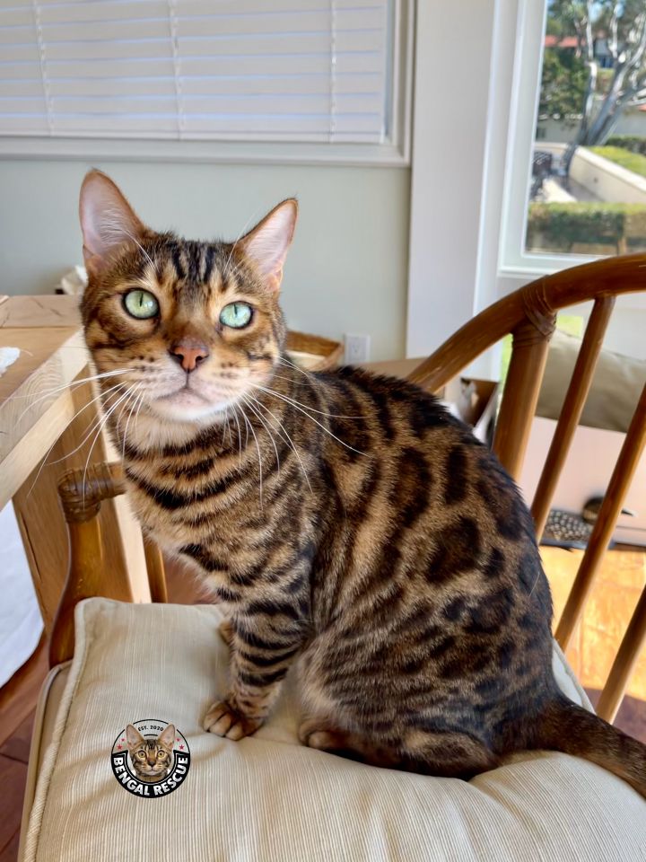 Cat for adoption - Bora Bora, Kona and Taha'a, a Bengal in ...