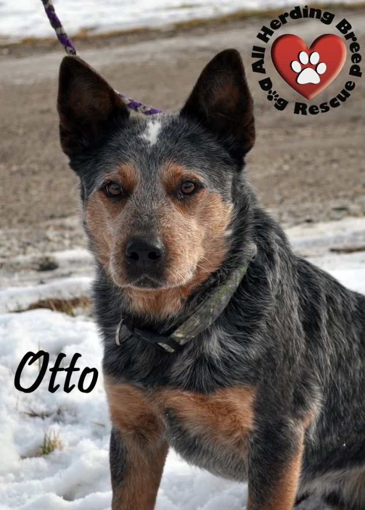 Otto 2