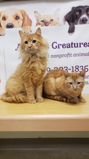 Mufasa and  Simba