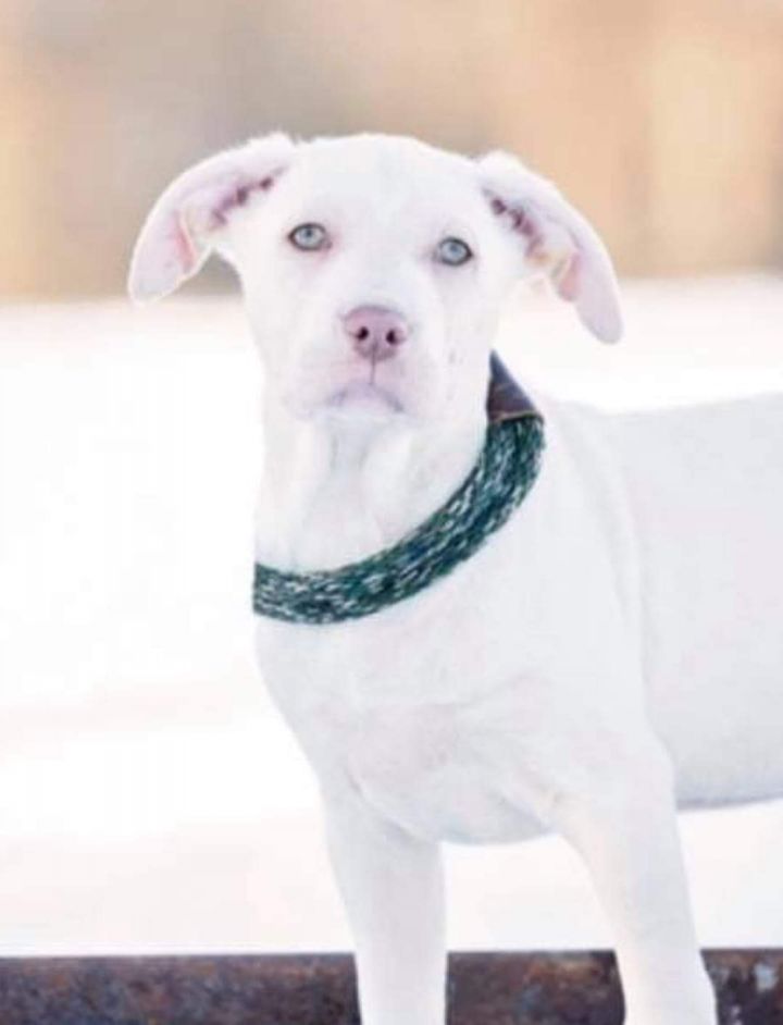 Prince - $400, an adopted Labrador Retriever Mix in Milwaukee, WI_image-2